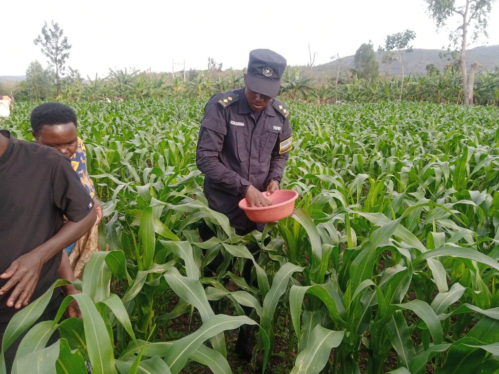 MajyambereJdieu's tweet photo. Urea Application with local leaders #NAICO @nashodistrict , thank you @RwandaAgri @KireheDistrict @RwandaAgriBoard https://t.co/dUz7jM72zs