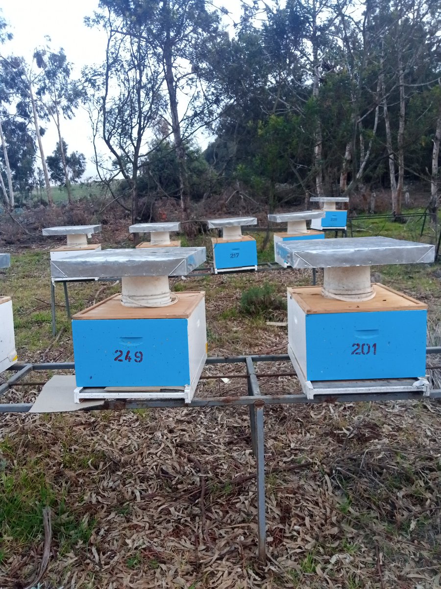 Kirimiri Forest Honey (@KirimiriH) on Twitter photo 2022-11-01 09:03:28 It has been a hard time for us during the death, Bee feeding #savethebees #BeekeepersHour #beekeeper #beekeeping #bees #beesproof #kenyabeekeeping #swarms #Kenya #beerlover #African #ecolife #traditional #sweet It has been a hard time for us during the death, Bee feeding #savethebees #BeekeepersHour #beekeeper #beekeeping #bees #beesproof #kenyabeekeeping #swarms #Kenya #beerlover #African #ecolife #traditional #sweet