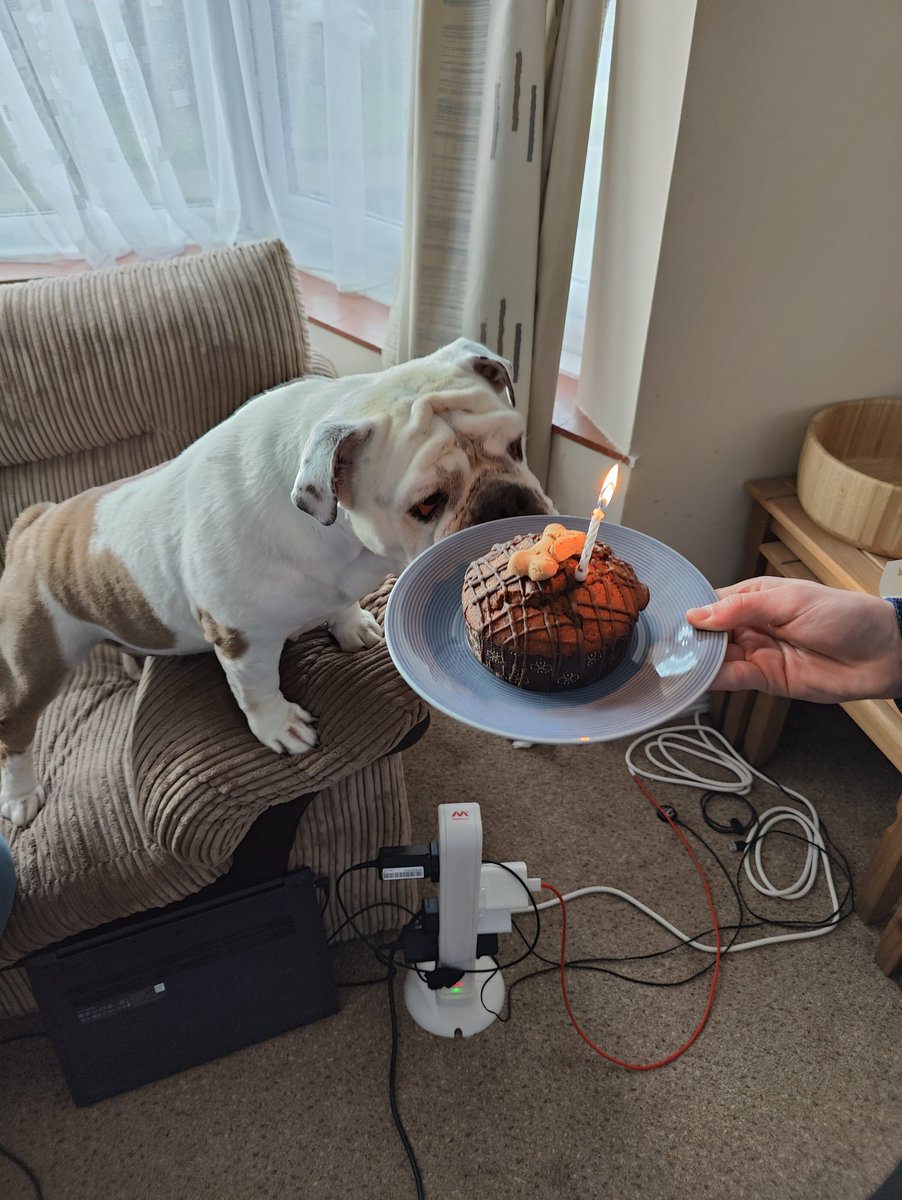 LulaBully's tweet photo. It's my 7th Birthday today, I loves my birthday cake although got a bit excited so hudad couldn't take a proper picture. #dogsoftwitter #Bulldog #Bulldogs #birthdaygirl https://t.co/yNfVYhbGEf