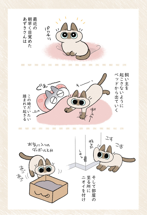 あずきさんの朝活 #シャム猫あずきさんは世界の中心 