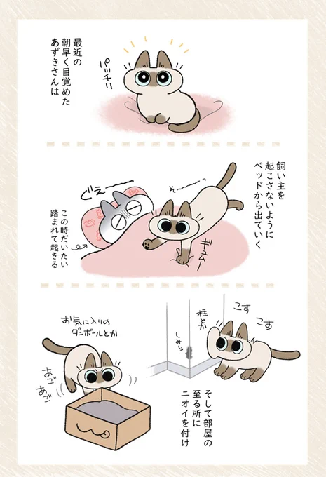 あずきさんの朝活 #シャム猫あずきさんは世界の中心 