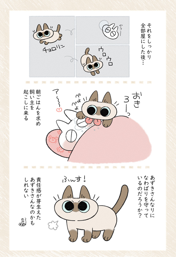 あずきさんの朝活 #シャム猫あずきさんは世界の中心 