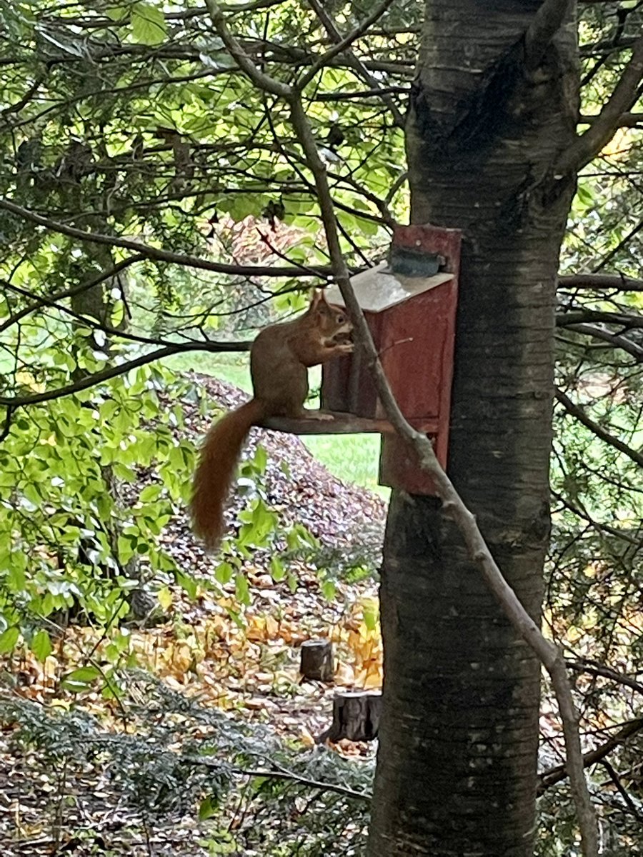 RoseCottage_'s tweet photo. If you go down to the woods today !! Lovely to see red squirrels in their natural habitat #NaturePhotography #squirrels #redsquirrel #woodlands #Cemaes #Anglesey #confirmed #beautiful https://t.co/thVl2kbUh4