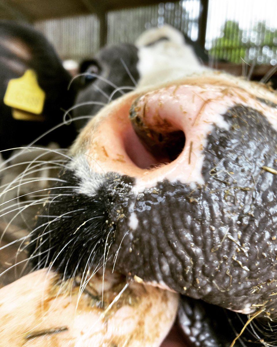 Cath Morley 🐮🐄 tweet media