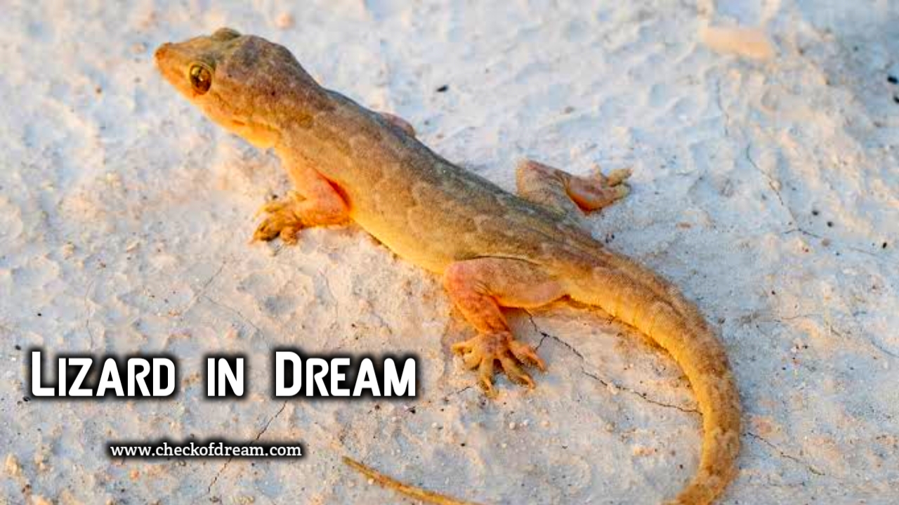 Dreams Meaning (@checkofdream) / Twitter