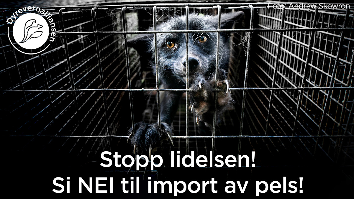 Alt pelsdyroppdrett i Norge skal avvikles innen 2026. En naturlig fortsettelse av dette er å si stopp også til all import av pels. 

#dyrevern #dyrevelferd

dyrevern.profundo.no/fadder_pels?pr…