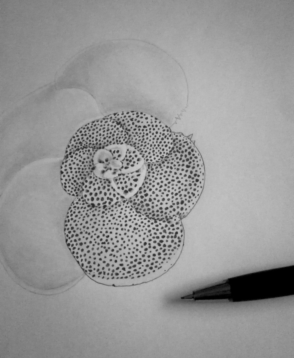 The process of hand-drawing foraminifera for the second taxonomic identification leaflet on planktonic foraminifera which will be coming soon (link to the 1st one in the comments) ! 
I am very happy to be the one drawing all these tiny beauties !

@JulieMeilland @Raphael_Morard