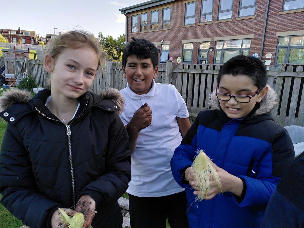 It was a little to wet for pictures last night so here is some of eco club a few weeks ago delighted by tiny sweetcorn @coopnightingale <a href="/ernestcooktrust/">The Ernest Cook Trust</a> @iwill_movement @HydeParkSource #schoolgardens