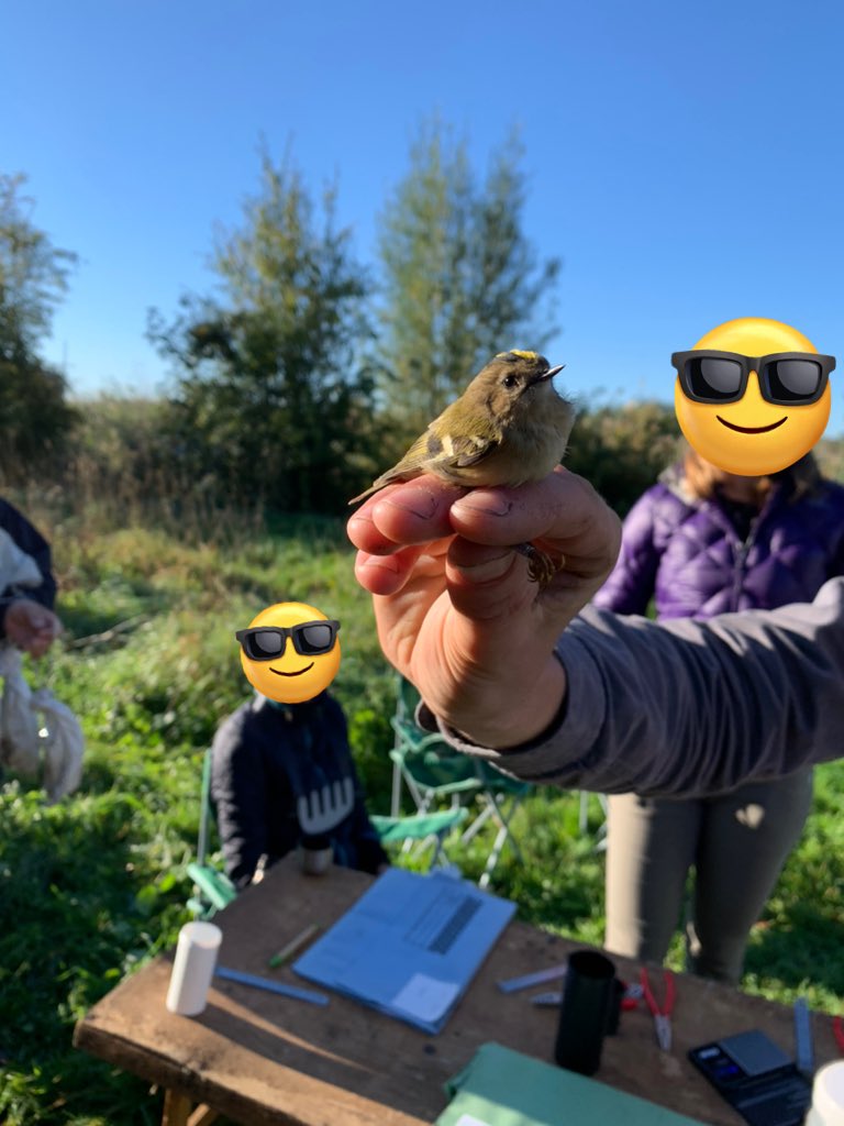A largely water-based round up for October, featuring a little grebe, male and female shovelers, and a freshly ringed goldcrest