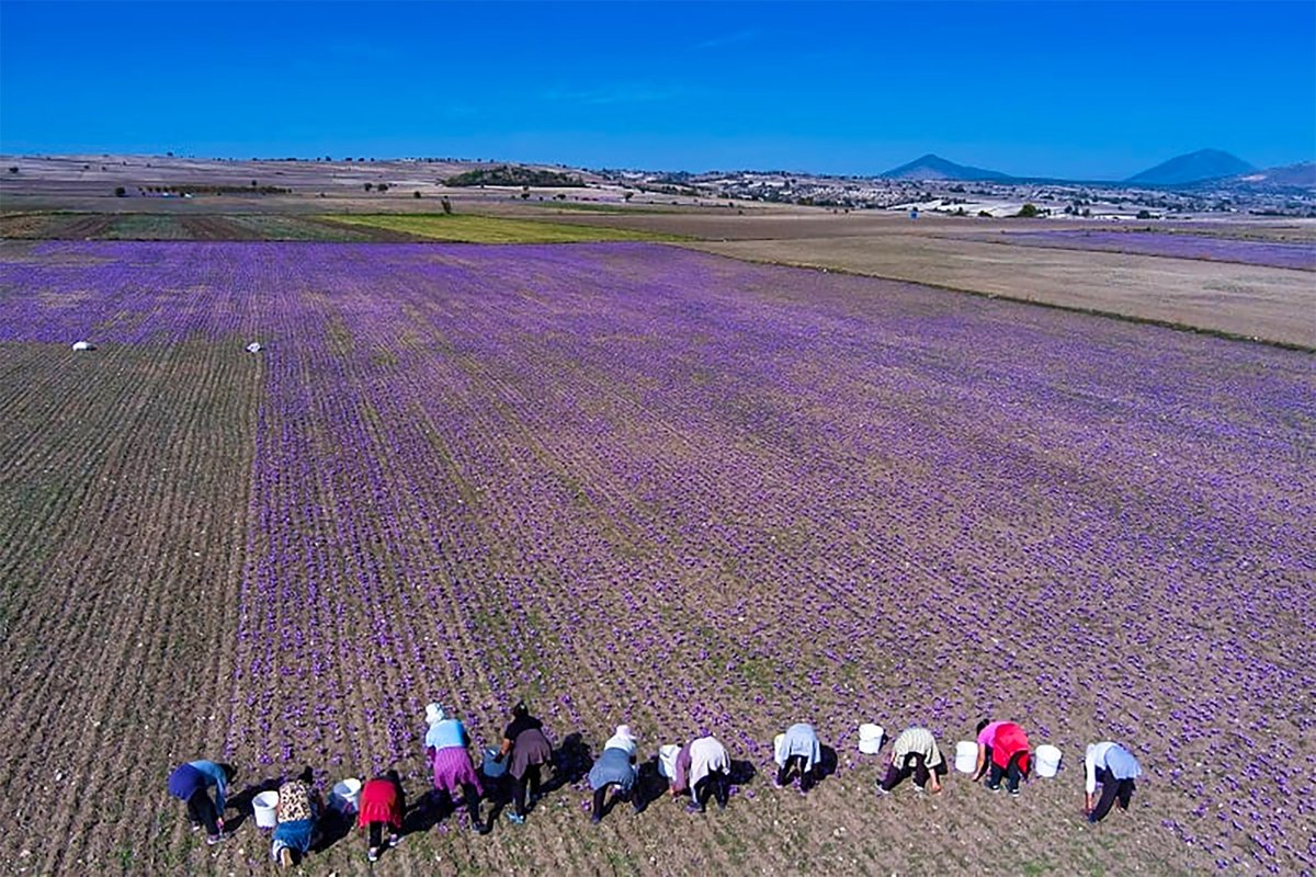 climatebookgr's tweet photo. 🌷🟣🛰️ Τα χωράφια του Κρόκου Κοζάνης (#Saffron) μέσα από δορυφορικές εικόνες και φωτογραφίες
Link: https://t.co/iLpjX9dJb2
#climatebook #climate #saffron #krokos #fields #iran #copernicus #crops #ClimateCrisis https://t.co/NZNI7jq22G