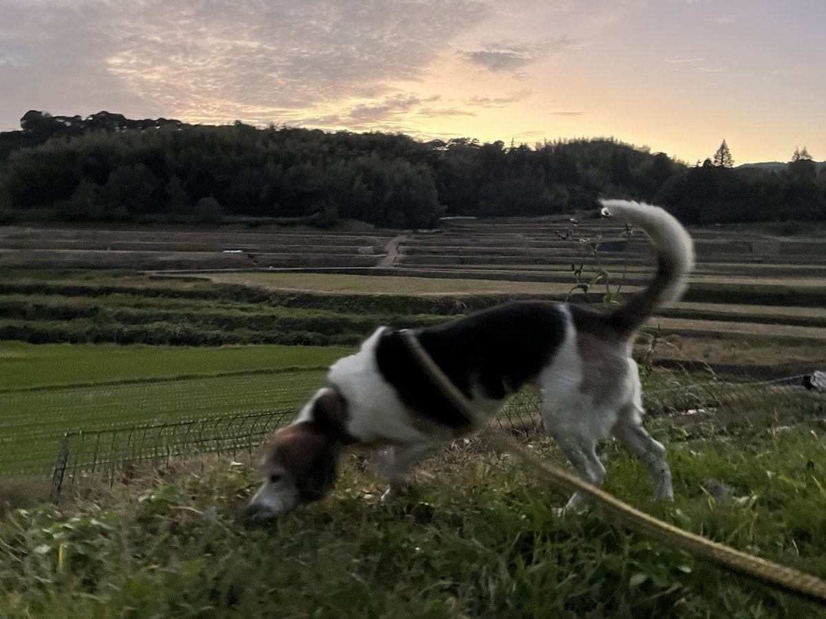 Erikolurvxxx's tweet photo. Evening walkies with Janie🐾
#beautifulsunset
#dog
#beagle #beaglelove
#beaglefacts
#walkies #timeforwalkies
#november
#countrylife
#japan https://t.co/O9MhC9B04e