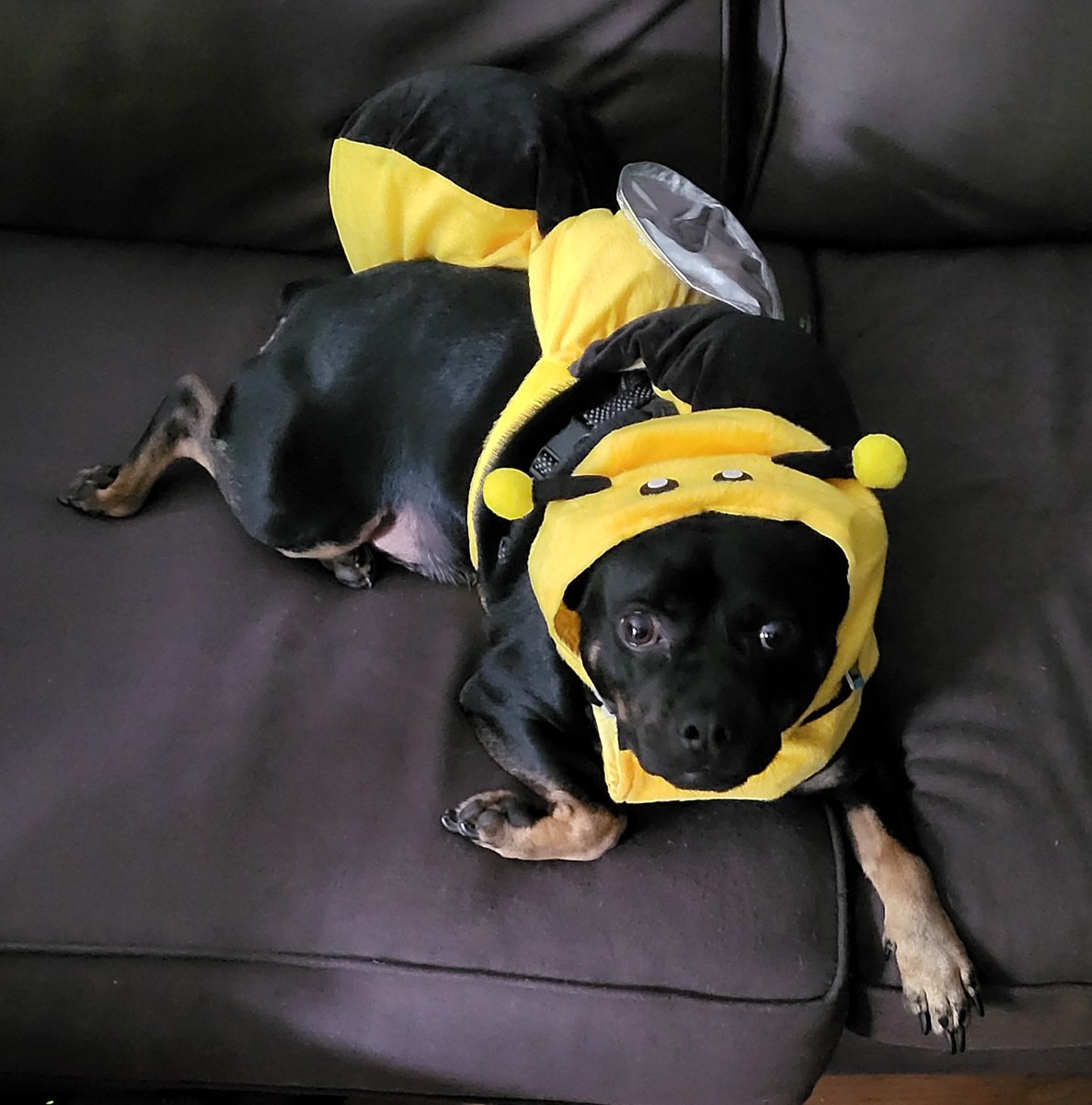 lexikatface's tweet photo. Bruno was a bumbly bee for Halloween! Have to post photos here for the bee queen @Hotkeely can see them! https://t.co/dWXVmliMIR