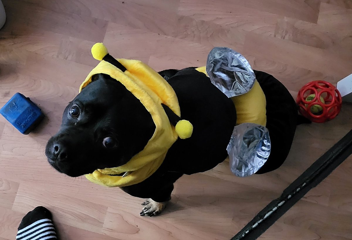 lexikatface's tweet photo. Bruno was a bumbly bee for Halloween! Have to post photos here for the bee queen @Hotkeely can see them! https://t.co/dWXVmliMIR