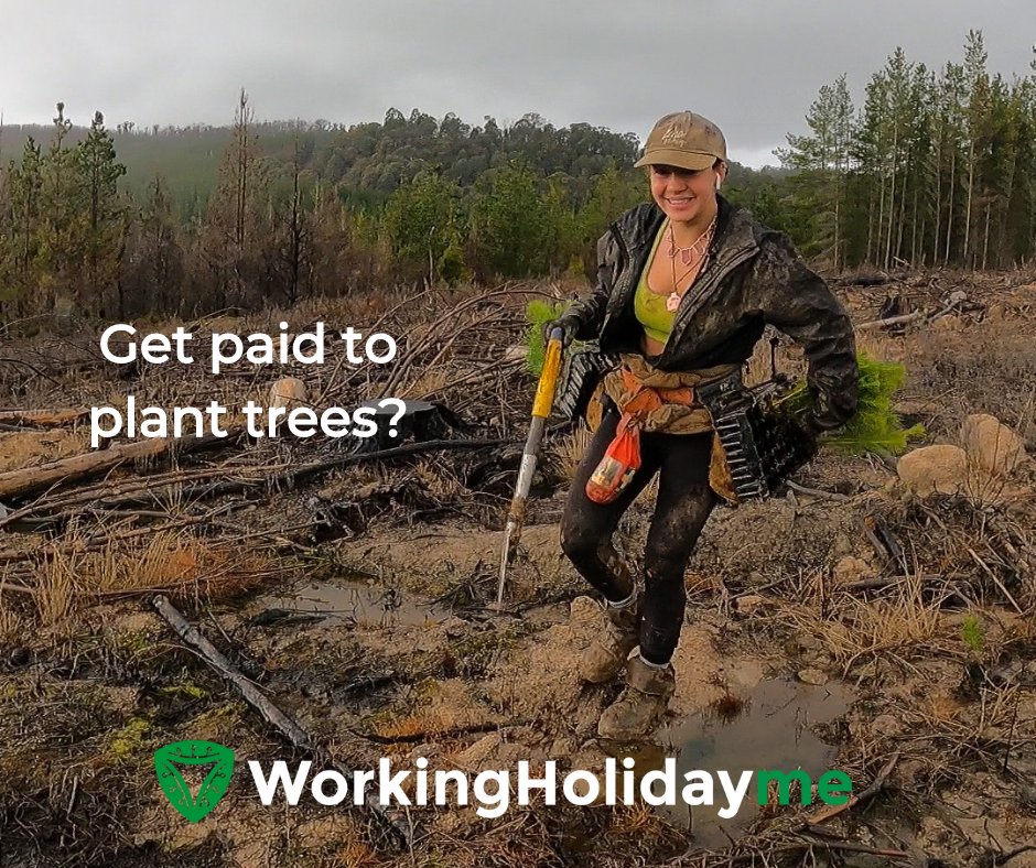 WorkinHolidayme's tweet image. Do you want to plant thousands of trees while having an adventure of a lifetime?

It's one of the highest-paid working holiday jobs too.

Register for early access at workingholiday.me now!

#treeplanting #workingholiday #workingholidaymaker #workingholidayvisa