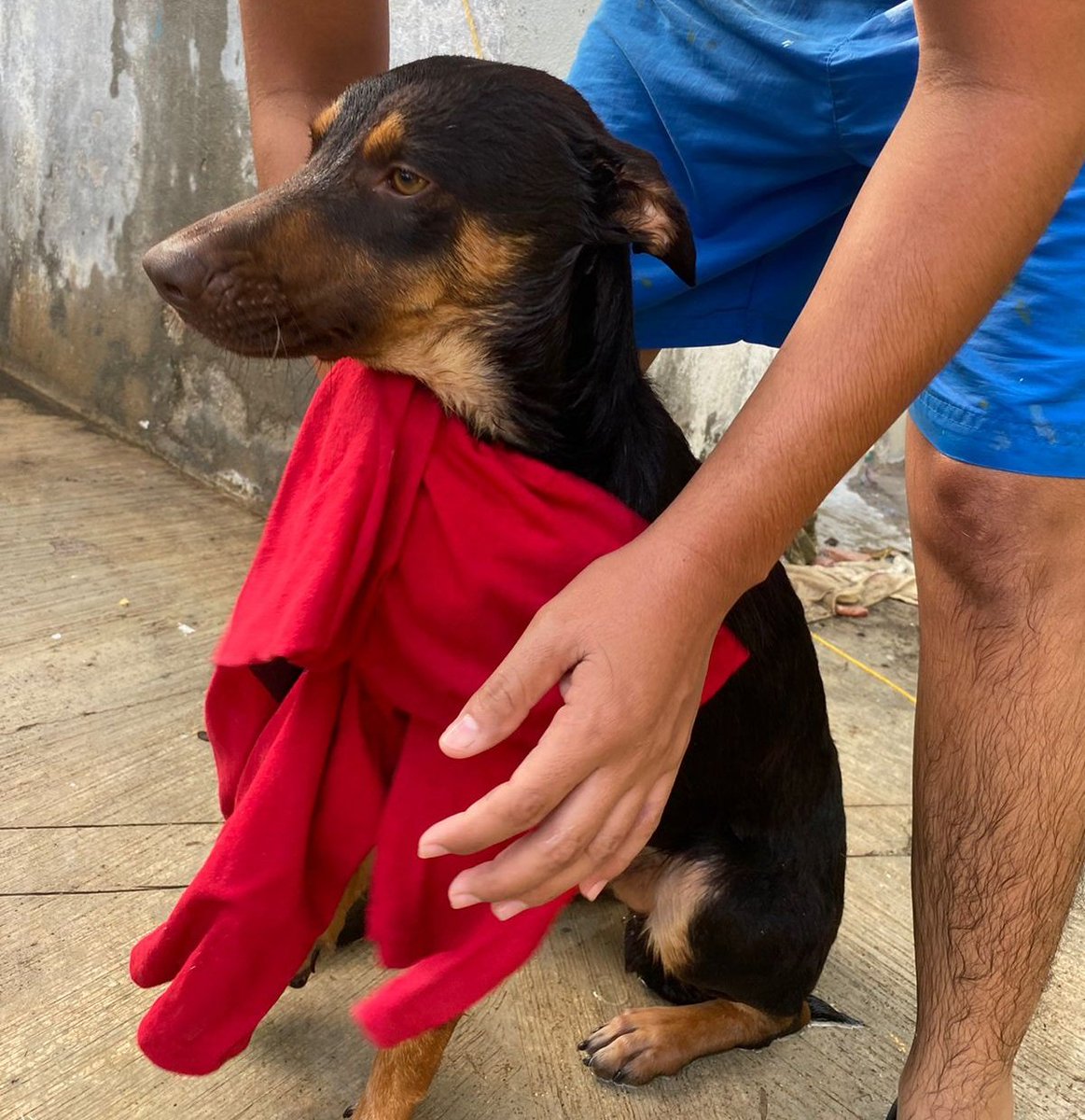 jeydpm's tweet photo. Hoy a mi perrito bruno, le tocó bañarse, como pueden ver, se le ve la cara de aguitado ya que es obvio por su expresión, no le gusta que lo bañe, pero aún así se tiene que atener a eso cada semana, lo bueno es que al final lo premie con las sobras del pollo. 😗
@ryshardsc https://t.co/VjrQlEHZQW