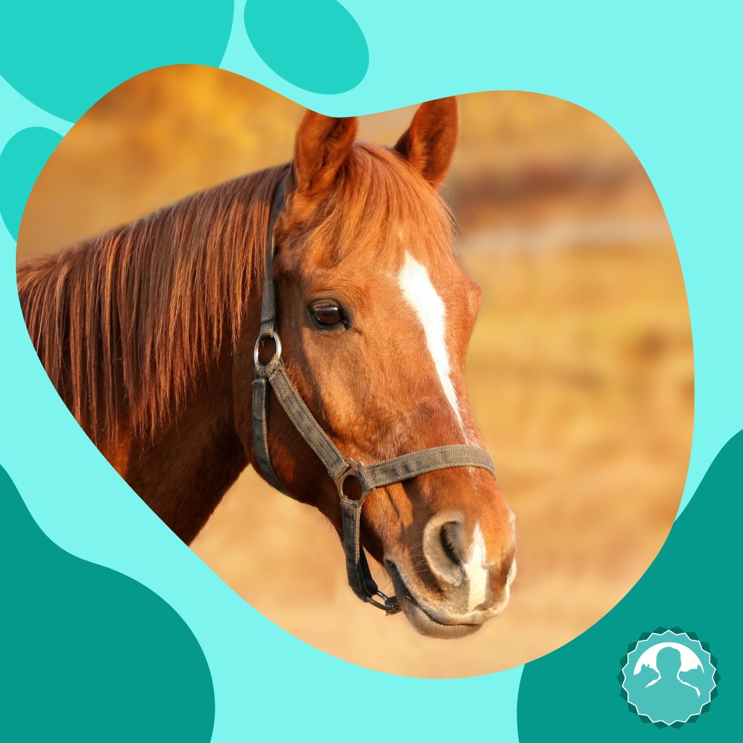 RescueAwards's tweet photo. Instead of betting on a horse this Melbourne Cup Day, why not donate to a horse rescue group or animal shelter! 🐴 https://t.co/cpd2sGXI4U