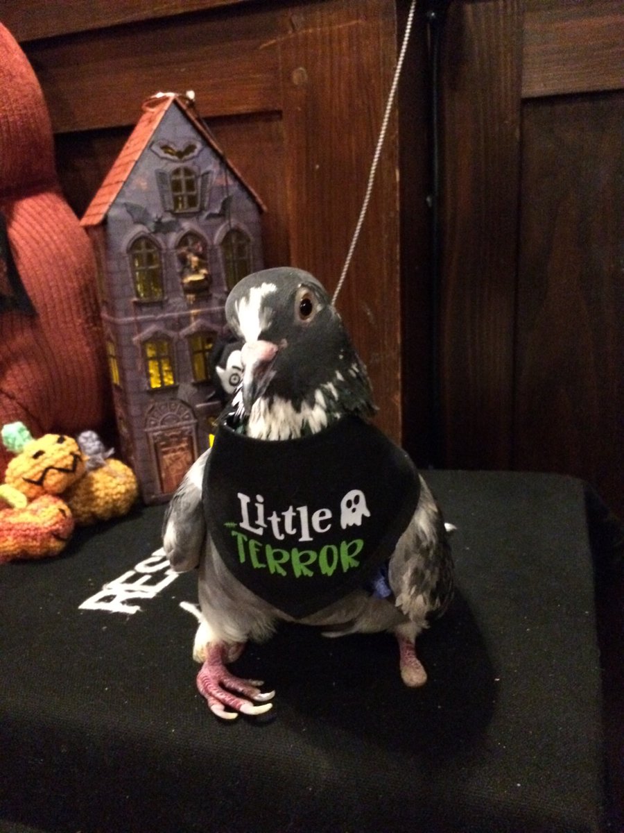 Happy Halloween from the Cross keys. Had a great evening with mummy, daddy and the pubs resident cat Kirsty. I wasn't allowed to go trick or treating, but Kirsty and I got lots of food and treats to compensate.#cutepigeons #pigeons #pigeonsofinstagram #pigeonsaspets #halloween