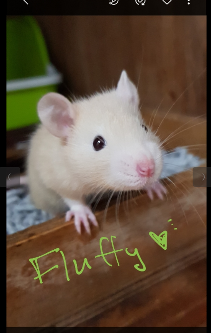 SchoonerLita's tweet photo. Our Fluffy passed away a little while ago. Every now and then we get one that's really special🥹💔 #PocketDogs https://t.co/w8XExOv4zR