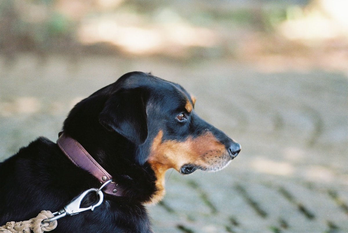 alpacatya's tweet photo. 今日は犬の日
#フイルム写真 #ニコン #180mm #F501 #フイルムカメラ #犬 #犬の日
#試写 https://t.co/AHglt89leD