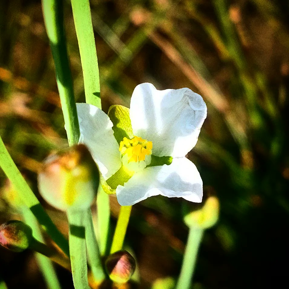 AjaySontu's tweet photo. Nature 
#discovery #history #google #photography #photographer #mobilephotography #myincrediblestory #netgeo #incredibleindia #earth #travel #memories #leaf #flowers #wildflowers #colorful #biodiversity #nature #tourism #image #imagination #chirimiri #koriya #chhattisgarh #india https://t.co/UqQkhAX6Ys