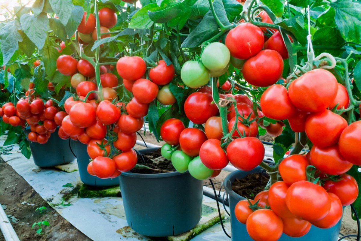 ModernAgUpdates's tweet image. Tomato farming  in green house is exciting!
If you want to start this type of farming, please like and retweet.