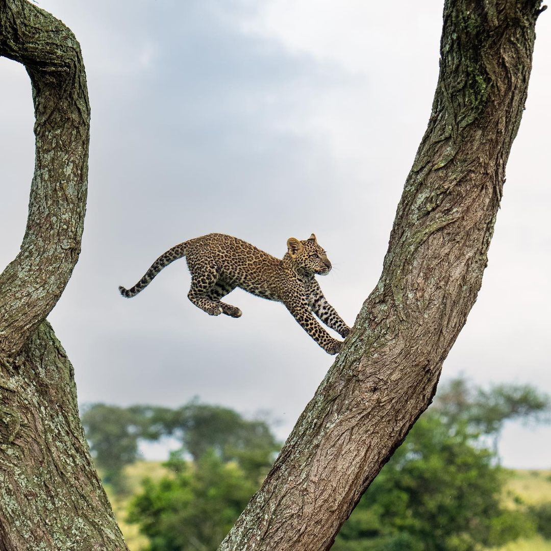 WildfriendsUG's tweet photo. Happy New Month! A big leap for a little #leopardcub! Such a skillful landing. We hope you have a safe landing too!

Its always something to feel extremely fortunate about, to sight this secretive &amp; hard to see #bigcat on African vast plains. #Africansafaris #leopards #wildlife https://t.co/URQKgsbtJu