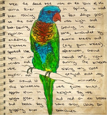 BiologyLab's tweet image. On this dreary day we need a dose of colour - thanks Lara Skerratt for this beautiful journal entry. @BioSci_UniMelb @SciMelb @UniMelb