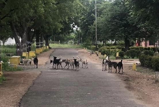 vanniaperumal's tweet photo. @VNRCollector Sir, kindly ask Virudhunagar Municipality to step in and clear this stray dogs issue asap.Early morning runners/walkers don’t feel safe anymore.Our heart rate shoots up while crossing/facing these dogs.Location - In and Around VSVN Polytechnic &amp; VHNSN College. https://t.co/EKkLtVouhW