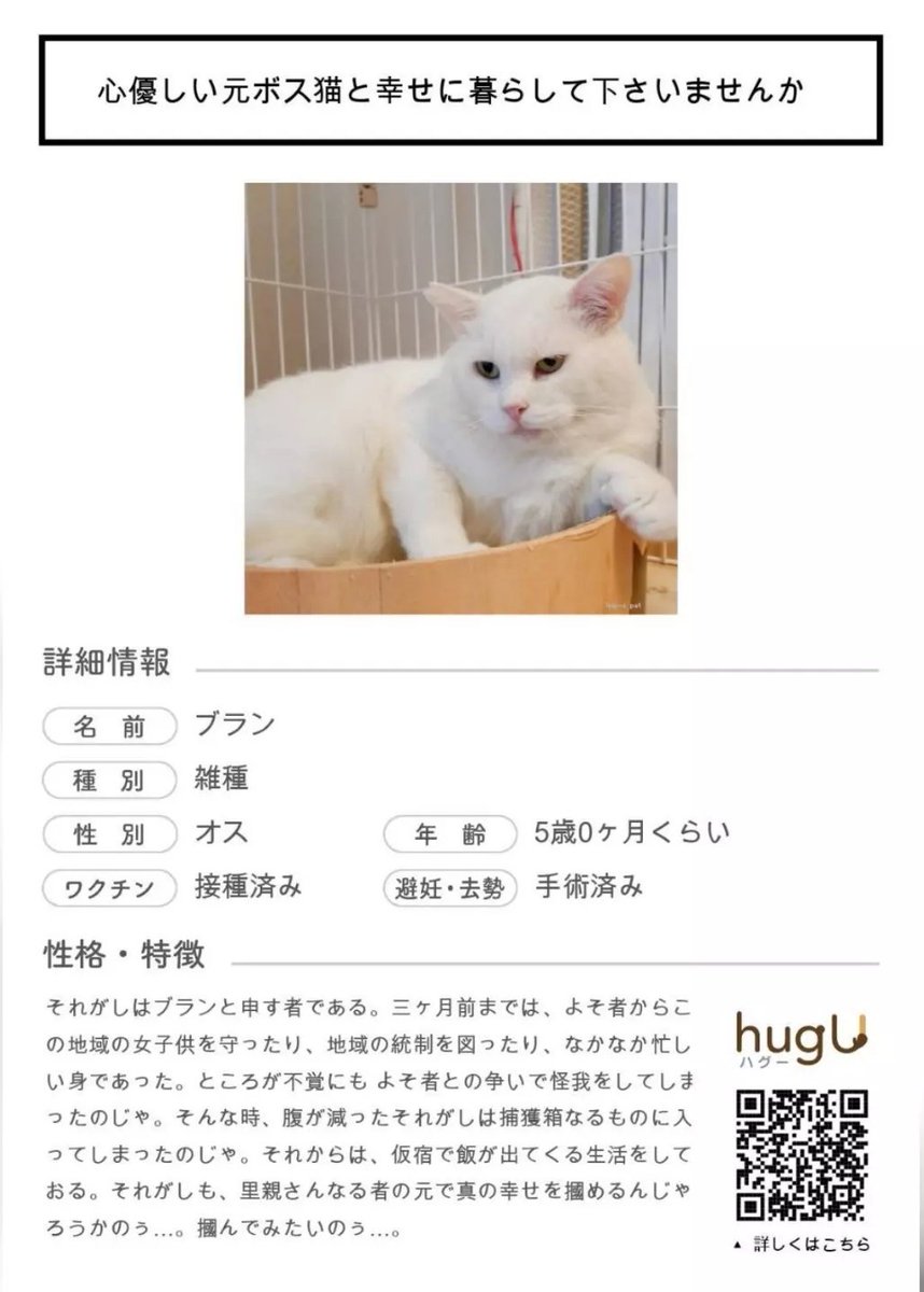 ThiranWill's tweet photo. ブランさん  里親様募集中です。

#里親様募集中 https://t.co/oGlqf4eMuK