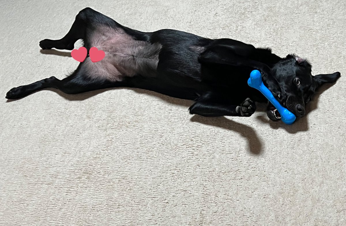 起きてるのにへそ天しがち🤣

#ラブラドールレトリバー　#黒ラブのいる暮らし