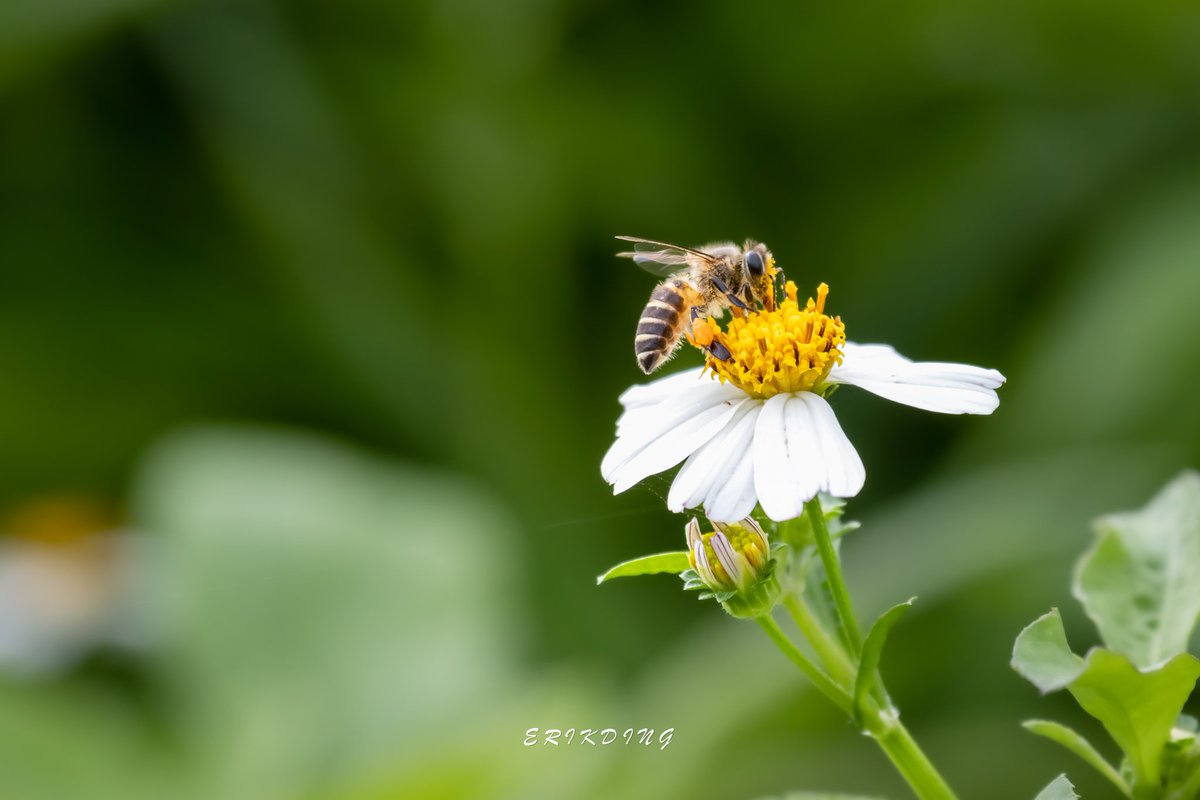 ErikDing868's tweet photo. #honeybee #bee #savethebees #nature #honeybees #beesofinstagram  #pollen #macro #naturephotography #flowers #macrophotography #insects #pollinators #macroworld #macrobee #plants #entomology #bhfyp #macrophoto #sunflower #flowerphotography #love #canon #brilliance #perfection https://t.co/F3tRjqzWty