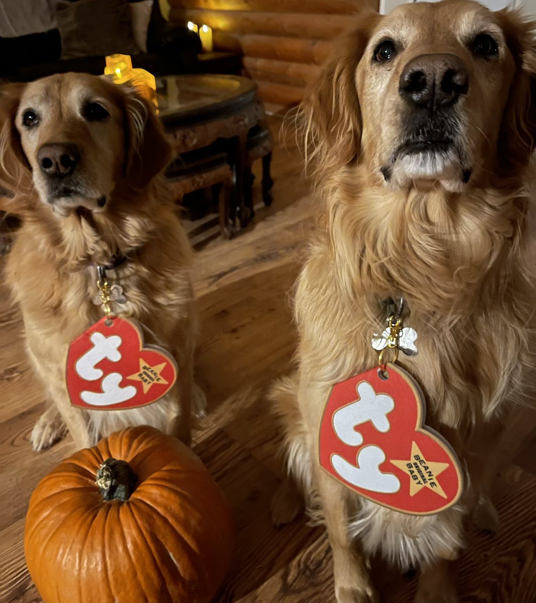 CrystalSimonsen's tweet photo. Happy Howl-O-Ween!! #dogsofinstagram #goldenretriever #Howloween #gustopherandfinnifer https://t.co/gP25Ptpzqw