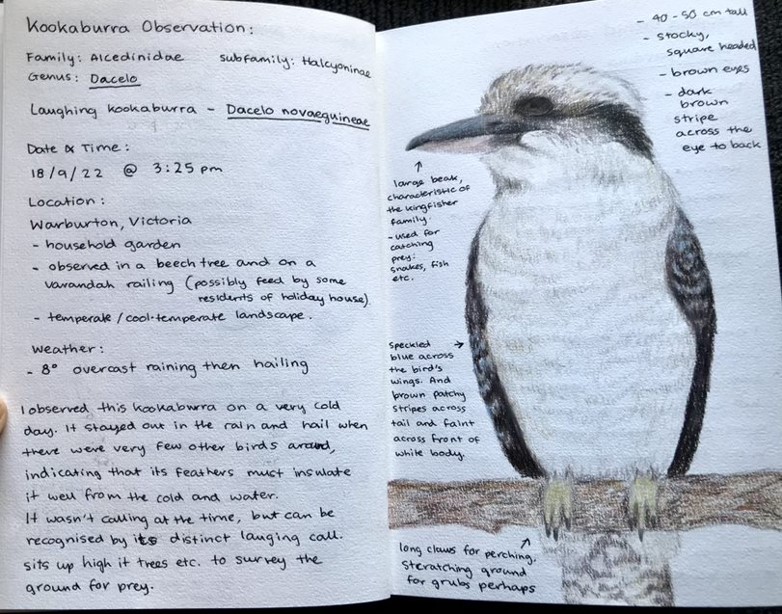 BiologyLab's tweet image. The king of the kingfishers looking most dignified thanks to the artistic #Naturejournalling talent of Yannan Mountain-Walker. @SciMelb @BioSci_UniMelb @medinailiana @rebeccabhull @UniMelbscicomm