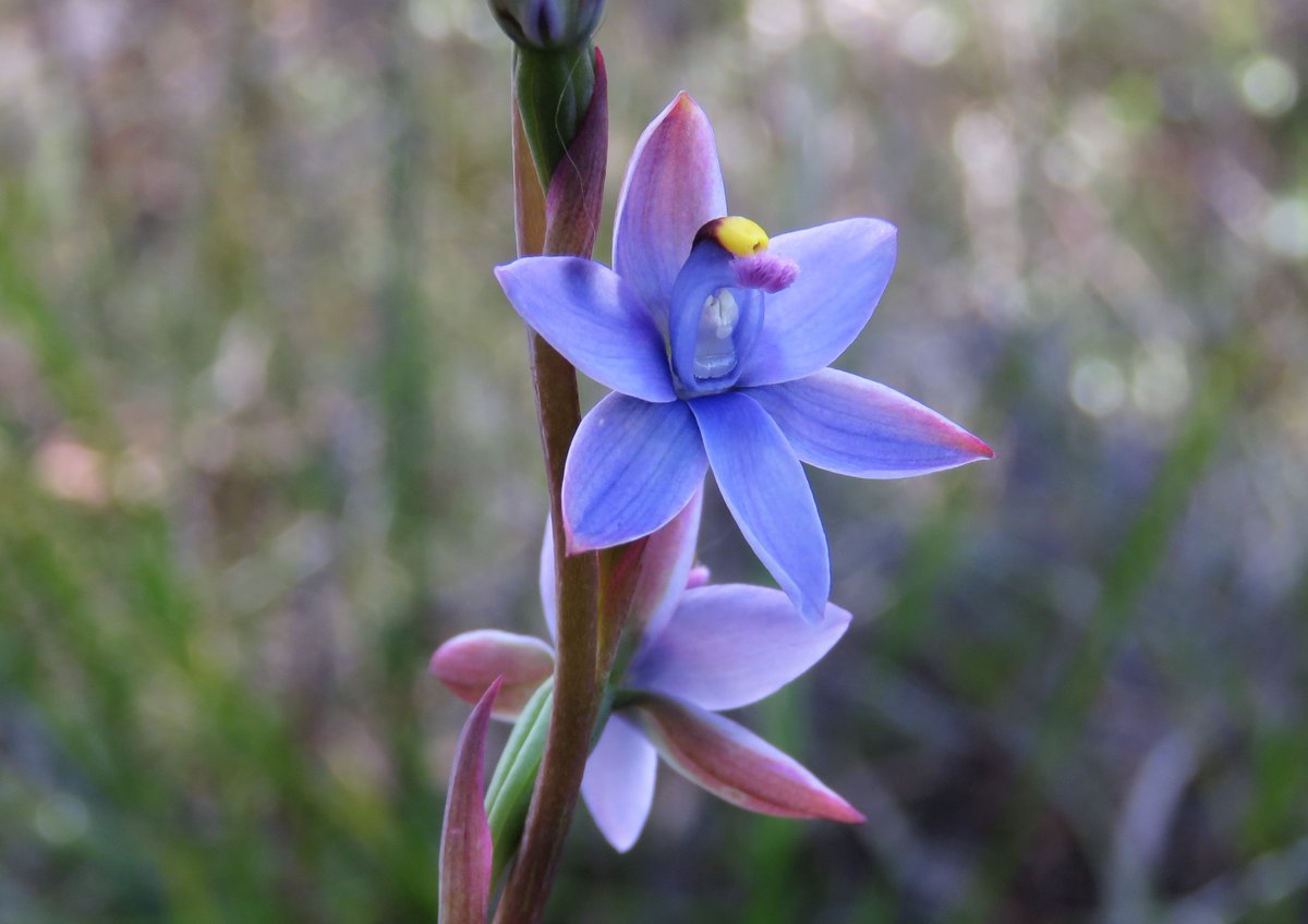 TimEntwisle's tweet photo. For those of you into the dark arts of sun orchid taxonomy, enjoy the inner workings of the appropriately named Mauve-tufted Sun-orchid (Thelymitra malvina) flower. Love that translucent blue column as well... Just one of the orchids seen today near the bay in the 2nd picture. https://t.co/789vG5gNzl