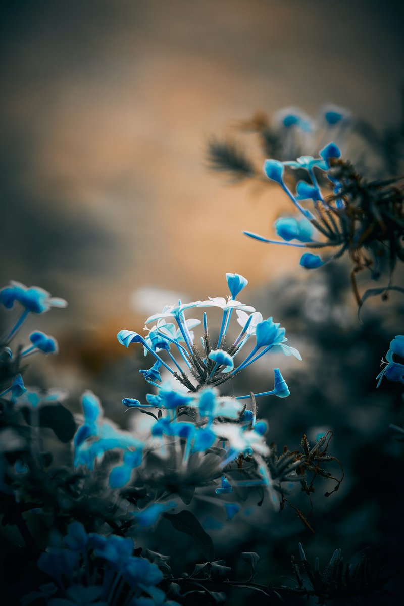 joanlopezphoto's tweet photo. Sky blue petals
📸 Fujifilm X-T3
📷 Fujinon XF 50-140mm F2.8 R LM OIS WR
⚙️ Distance 140.0 mm - ISO 160 - f/2.8 - Shutter 1/250
#barcelona #tibidabo #vallvidrera #collserola #nature #blueflowers #skyblue #flowers #flowerphotography #flowerscape #photographer #photography https://t.co/fvC2NyChwt