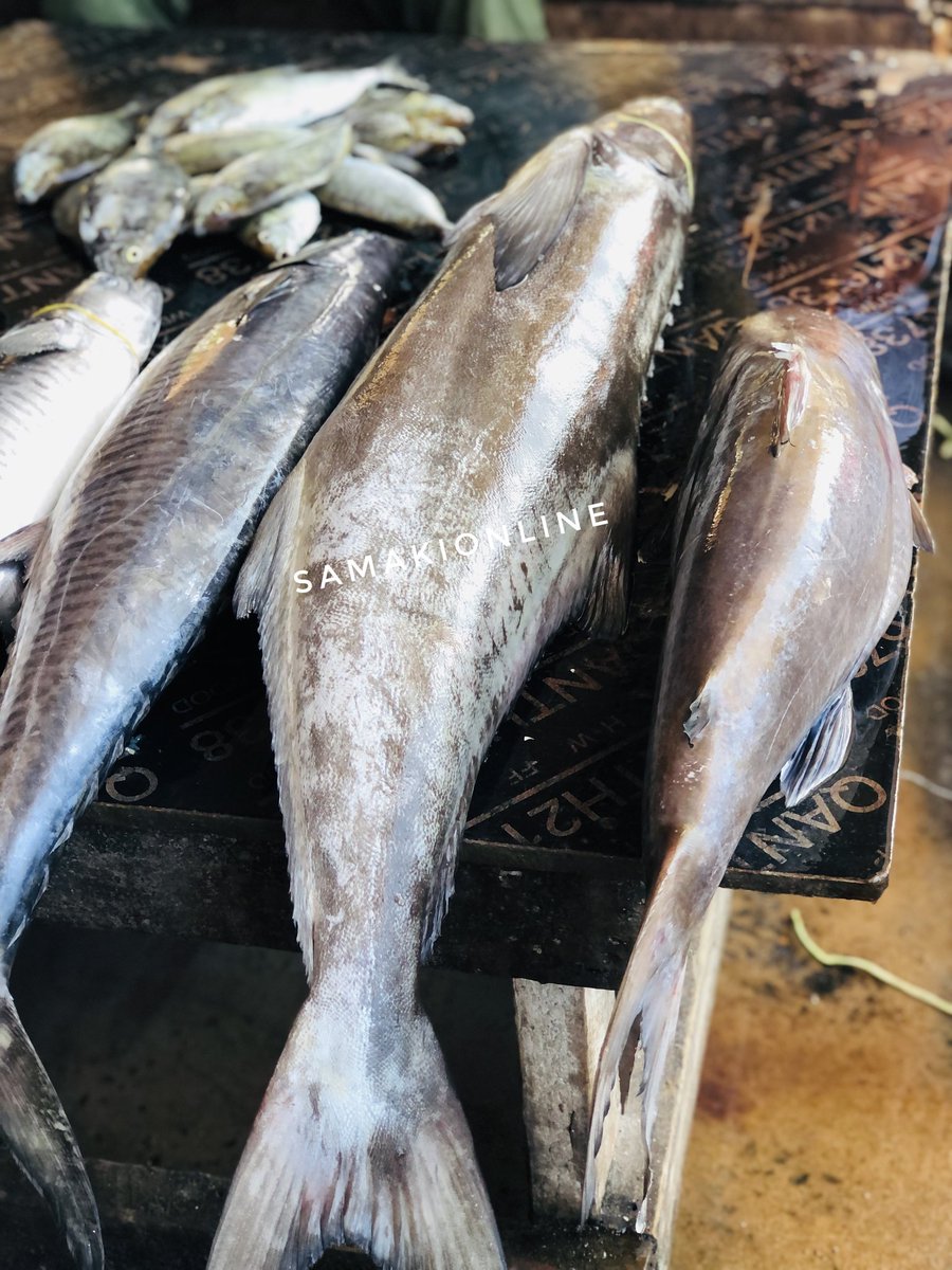 SamakiOnline's tweet photo. Queenfish/Songoro ndio samaki namba moja Kwa Radha kuliko samaki wote,kila mtu na ulimi wake lakini ukweli ndio huo nzuri zaidi nyama yake unaweza tumia Kwa matumizi yeyote.
Bei Tsh 15,000 kwa kilo kwetu #samakionline #seafood #queenfish #songoro https://t.co/ftBugsSFCD