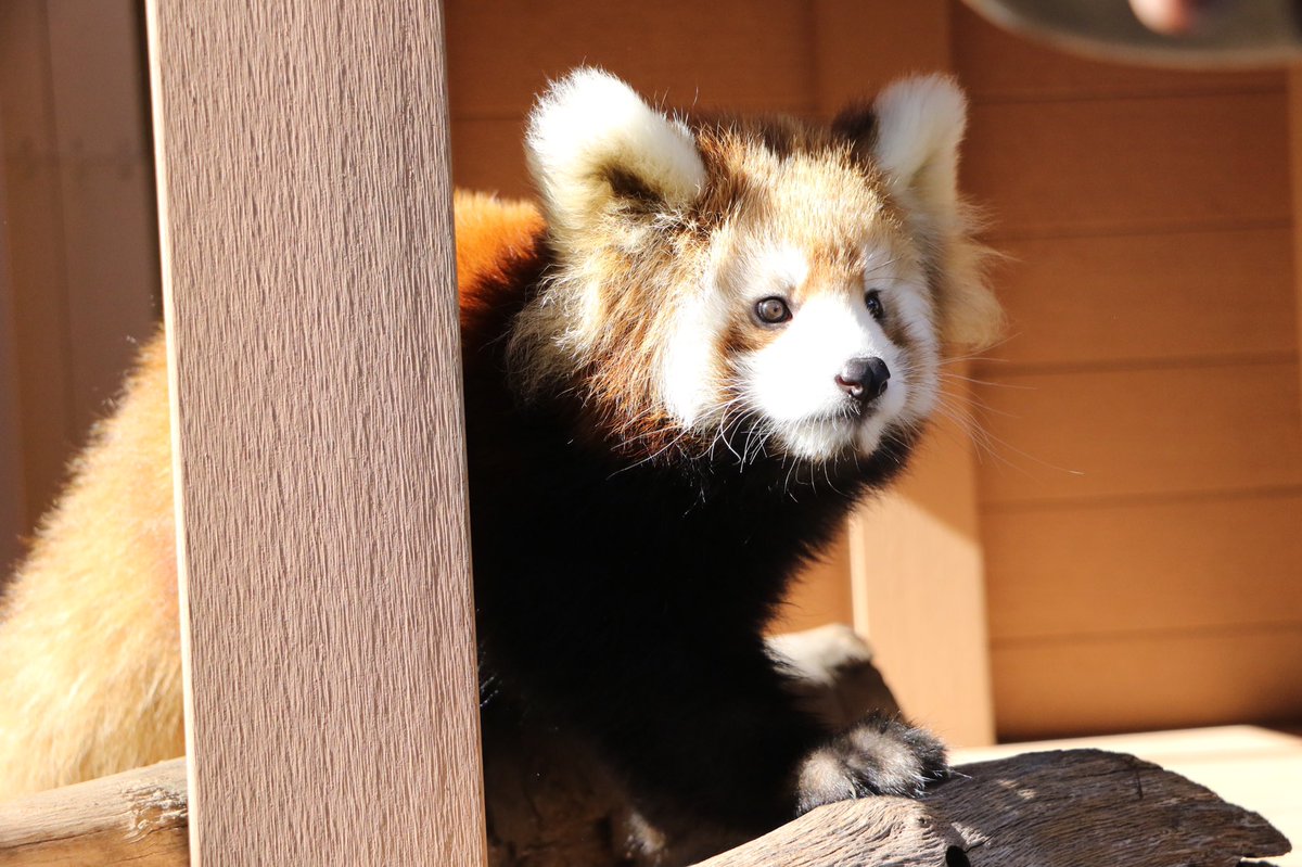 11/5(土)〜レッサーパンダのこどもたちの本展示が時間限定でスタート🌟 当日は2頭の名前の発表、生態や人工哺育についても解説いたします☺️ エリア内で行うさまざまな行動や微笑ましい姿を温かく見守ってください💕 詳しくは👇 seaparadise.co.jp/aquaresorts/20… #シーパラ #八景島 #レッサーパンダ