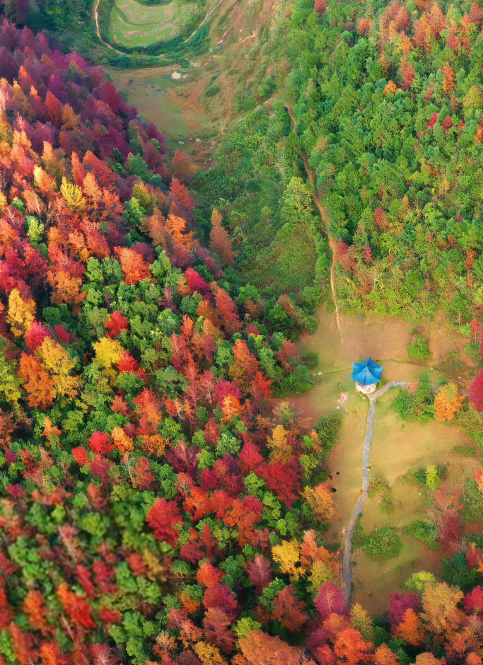 CA_Panorama's tweet photo. Autumn is bright and breezy in #Debao Red Leaf Forest Park, which is located in #Baise County, #Guangxi. In late October, the diverse color palette of maple leaves presents one of the finest views of nature. https://t.co/yYUTfHRF4G
