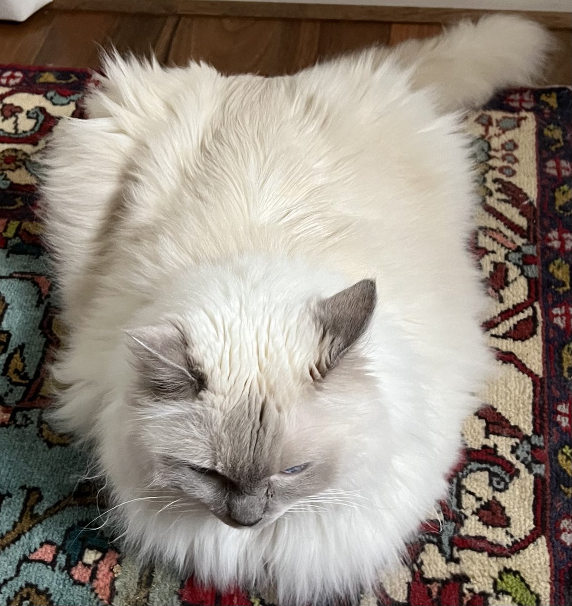 saline's tweet image. To moult or not to moult? That is the question. #backtowinter #moultretention #fluffedup #catsofTwitter