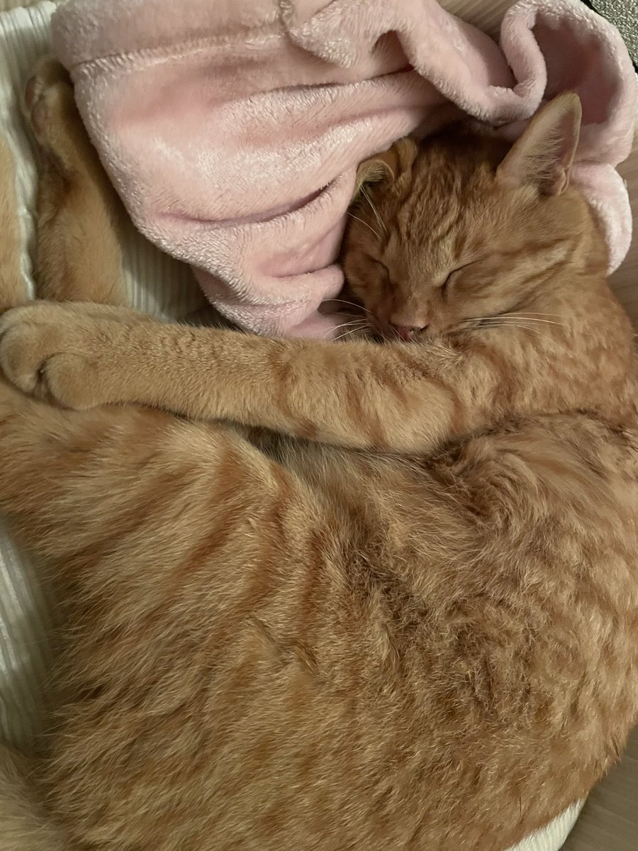 EternalloveMa's tweet photo. 11.1🐱 https://t.co/SPYaIZjZlj