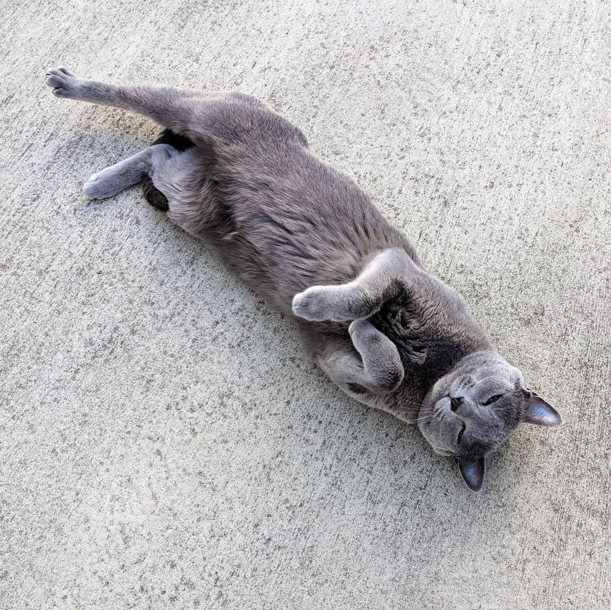 saskiarussian's tweet photo. Rub my fluffy belly
#Saskia #russianblue #CatsofTwittter https://t.co/fzAawNuKz7