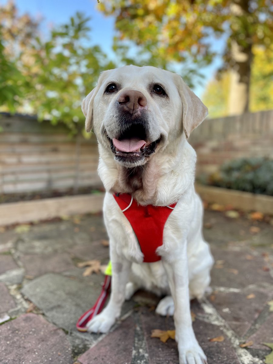 A extremely happy looking kika in her red walking harness.