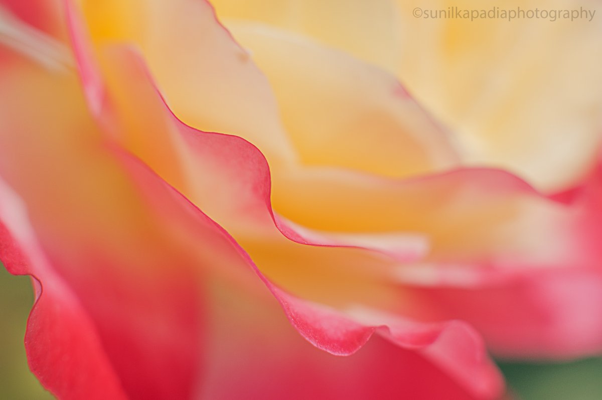 SunilKapadia19's tweet photo. New Photo Art For Sale
_SSK5212 Delicately Poised
https://t.co/uFgJQFY1W6
#delicate #poised #nature #naturephotography #rose #flower #flowerphotography #flowerlovers #beautiful #shades #reds #magentas #yellows #petals #graceful #wavyness #tender #fresh #Pune #Maharashtra #India https://t.co/4TfOZlYFsC