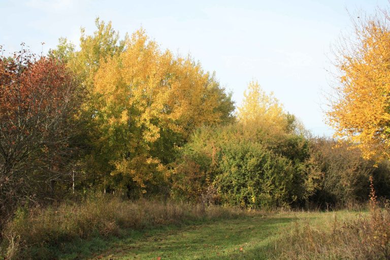 Autumn in the arboretum 🍂

Broad Arboretum is a living library, home to every tree species native to the British Isles. In autumn, it makes for a striking seasonal show. 

Read more about this hidden gem, the wildlife haven it provides &amp; how to visit 👉 ow.ly/2Soa50Lpy2C