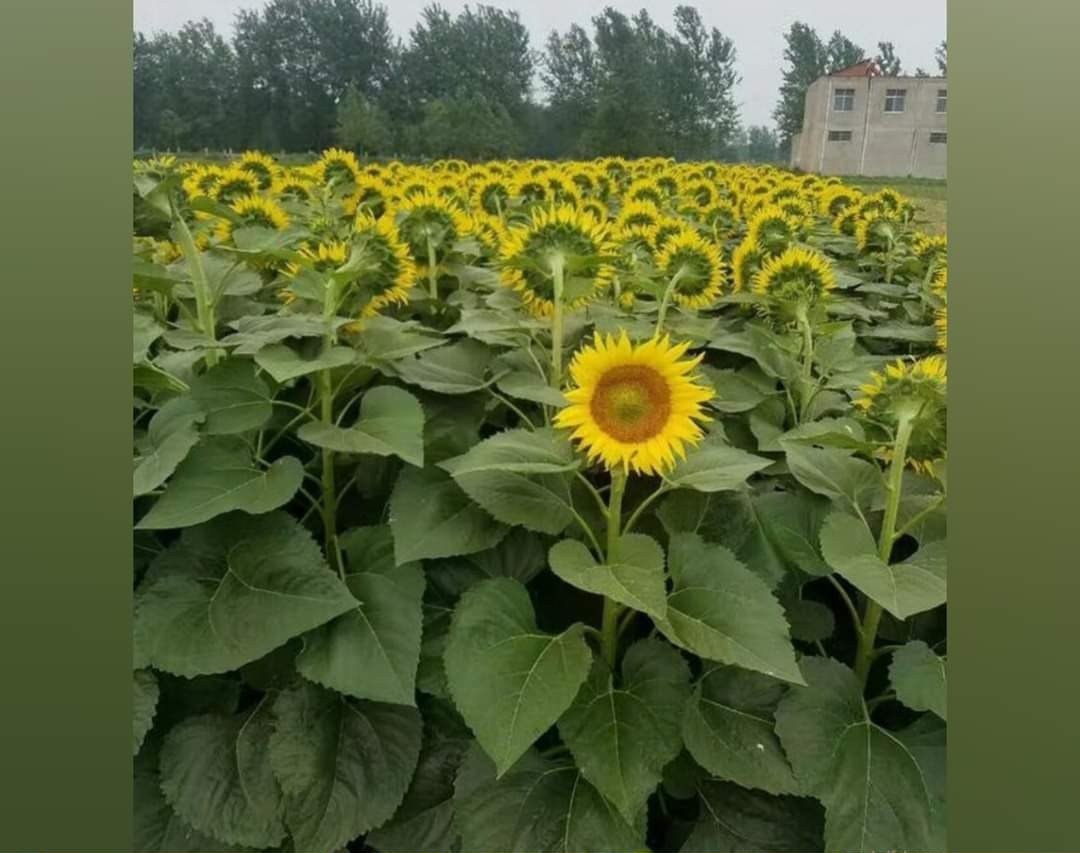 SaraQasanova's tweet photo. Günə baxmayan https://t.co/GlpfojJMBF