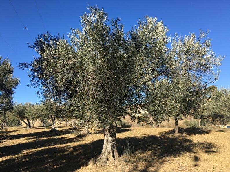 Un olivo centenario, símbolo para los que ya no están   blog.apadrinaunolivo.org/un-olivo-cente… #Halloween #TodosLosSantos #DiaDeMuertos #difuntos 🌳💕Apadrinaunolivo.org