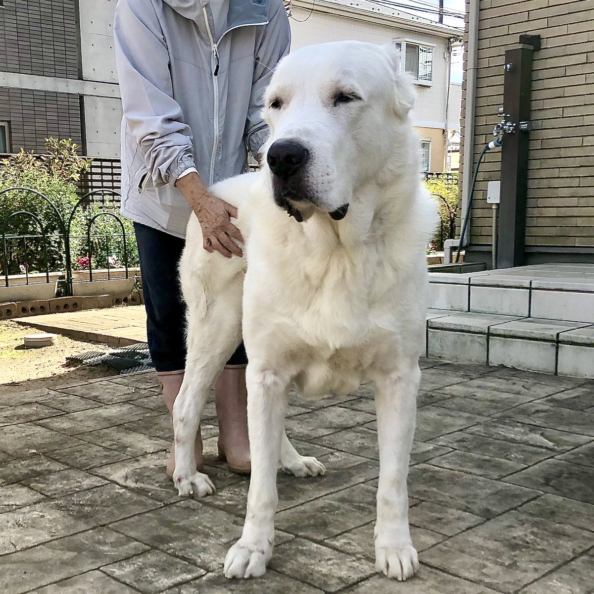 アラバイ Twitter Search Twitter