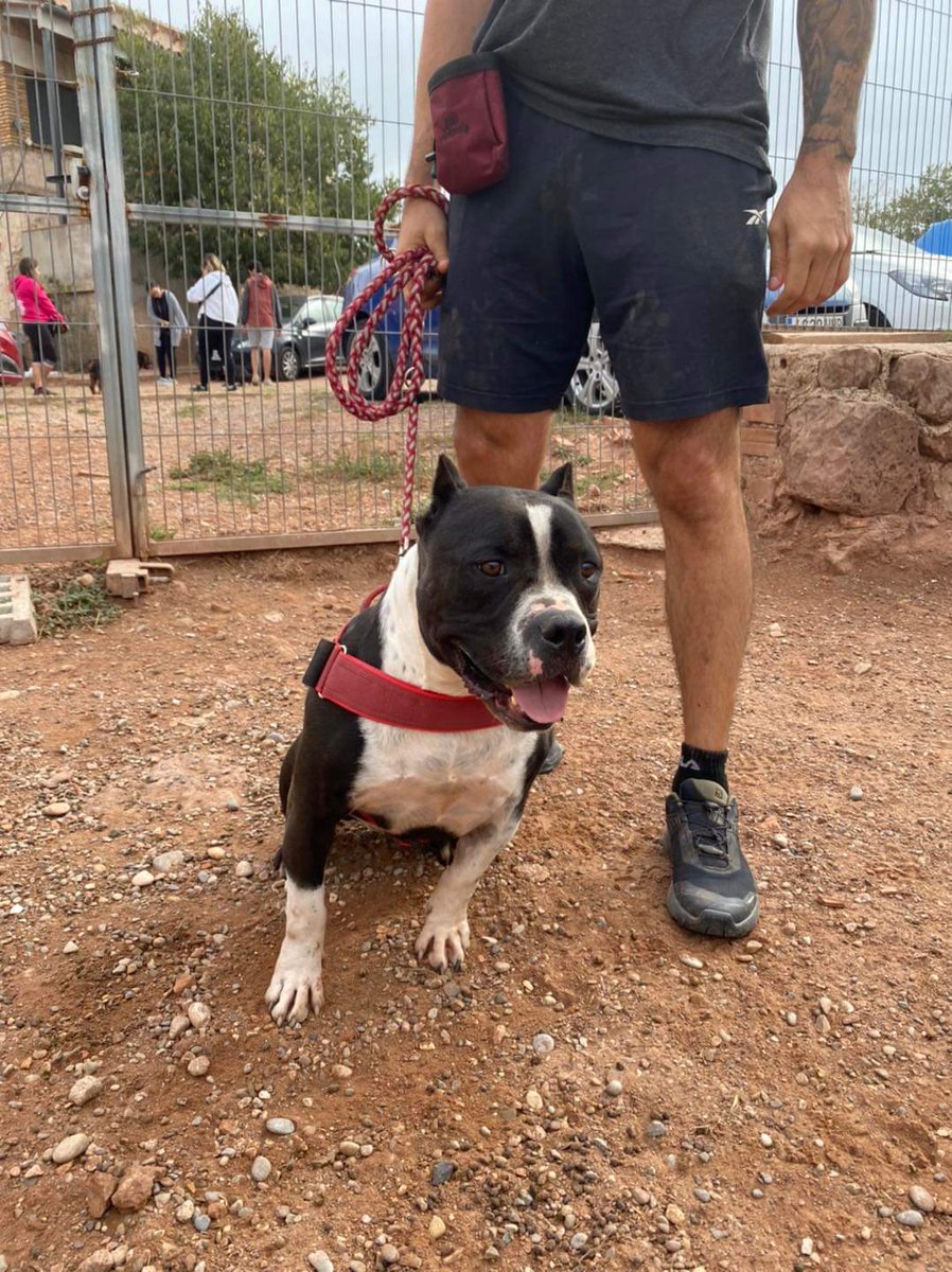 Life4pitbulls tweet media