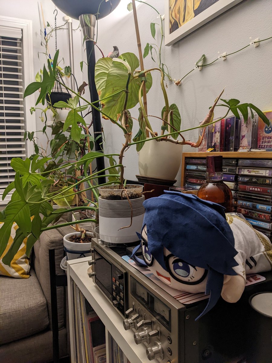 Churrokong's tweet photo. Let's not talk about the money spent on this Kson plush...#kson #kson1周年記念 #KsonONAIR https://t.co/gCZM69K1Sb