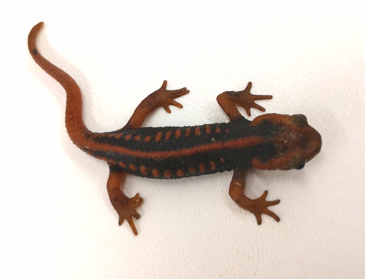 ミナミイボイモリ 2020CB 3匹 土曜日発送のみです。